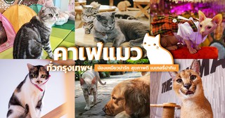 16 Cat Cafés in Bangkok with Friendly Felines & Tasty Treats | Siam2nite